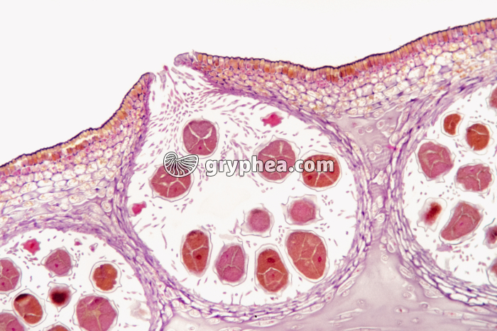 Fucus - Conceptacle femelle x25 - gryphea.org
